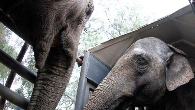 Murió Pocha, la elefanta del zoológico de Mendoza que trasladaron a Brasil