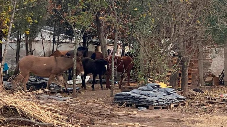 Murió un caballo atropellado por un camión y denuncian por animales sueltos