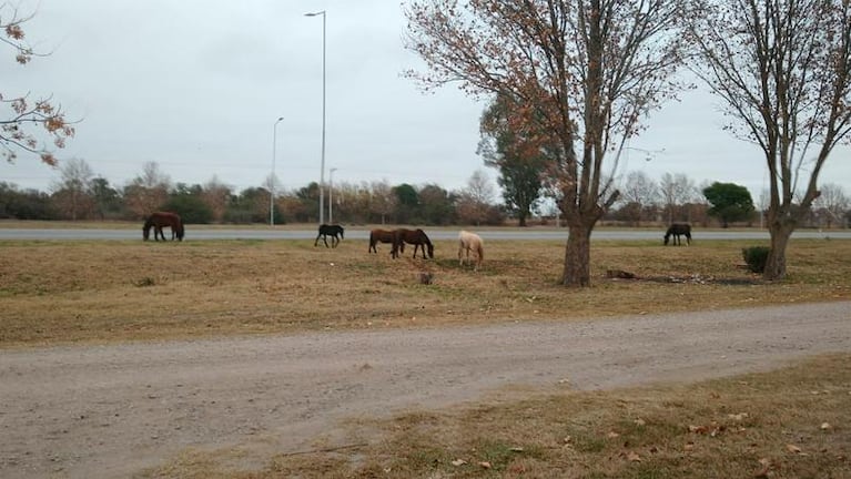 Murió un caballo atropellado por un camión y denuncian por animales sueltos