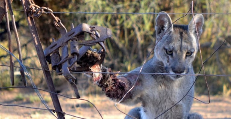Murió una puma que fue símbolo de recuperación en Córdoba. Imagen: gentileza pumakawa.