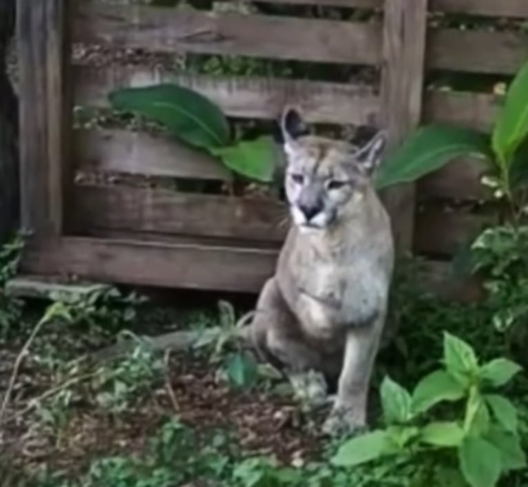 Murió Unelén, la puma que había sido rescatada tras pisar una trampa.