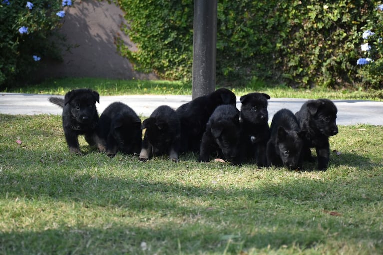 Nacieron ocho cachorritos antinarcóticos de la FPA.