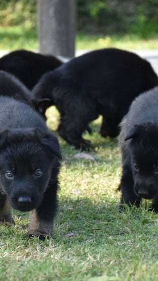 Nacieron ocho cachorritos antinarcóticos de la FPA.