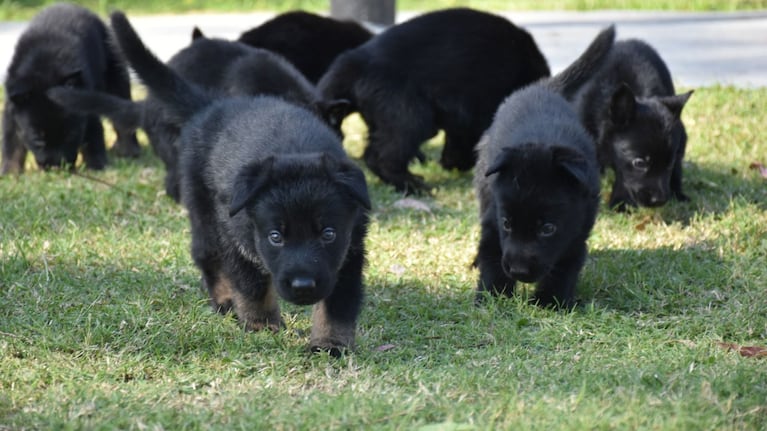 Nacieron ocho cachorritos antinarcóticos de la FPA.