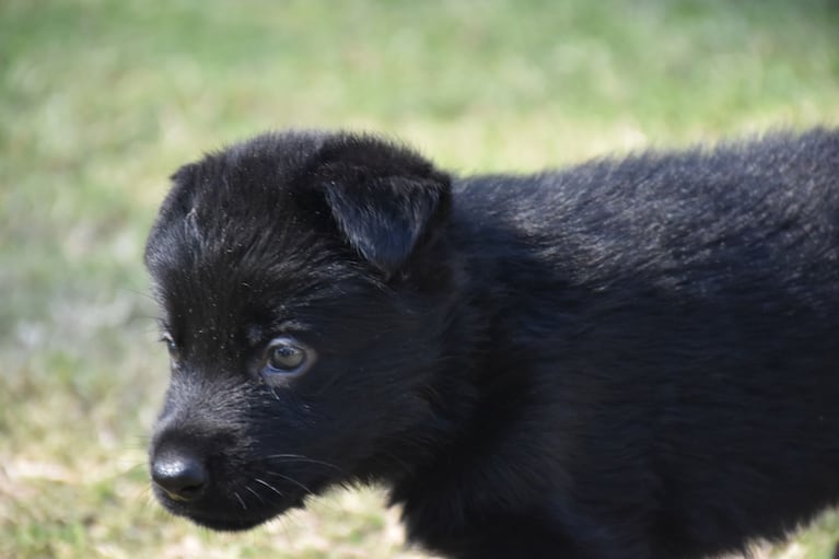 Nacieron ocho cachorritos antinarcóticos de la FPA.