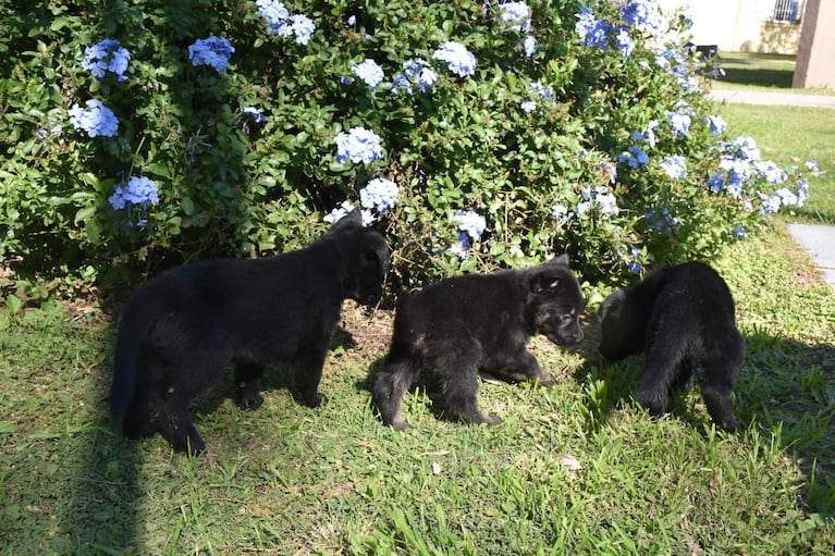 Nacieron ocho cachorritos antinarcóticos de la FPA.