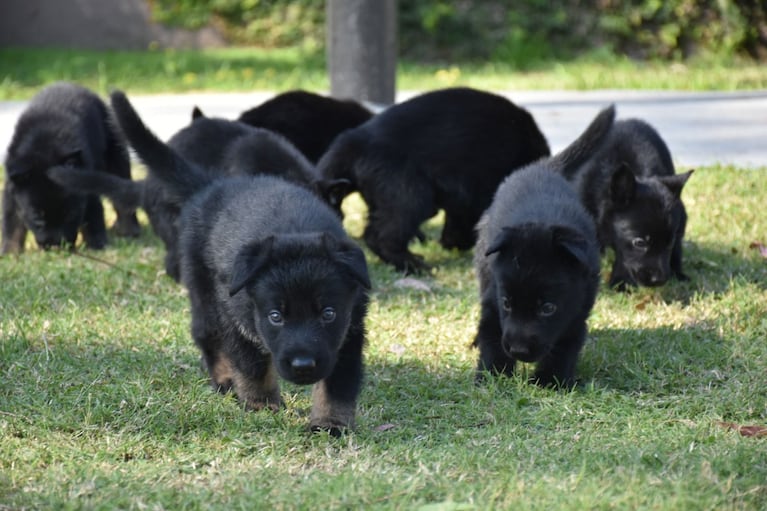 Nacieron ocho perritos antinarcóticos de la FPA.