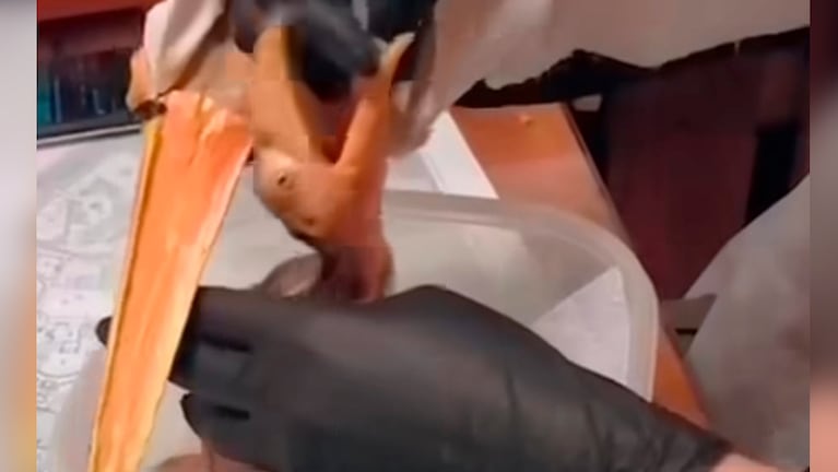 Nacieron tucanes mediante cría asistida en el ex zoo de Córdoba: cómo fue el proceso