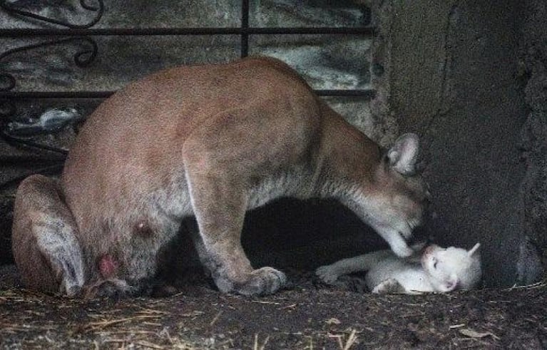 Nació el cuarto puma albino del mundo: las increíbles fotos