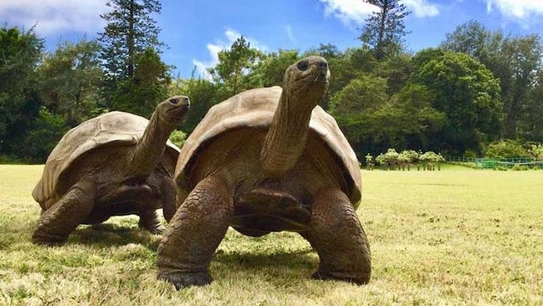 Nació en 1832 y es el animal terrestre más longevo del mundo: la historia de la tortuga Jonathan 