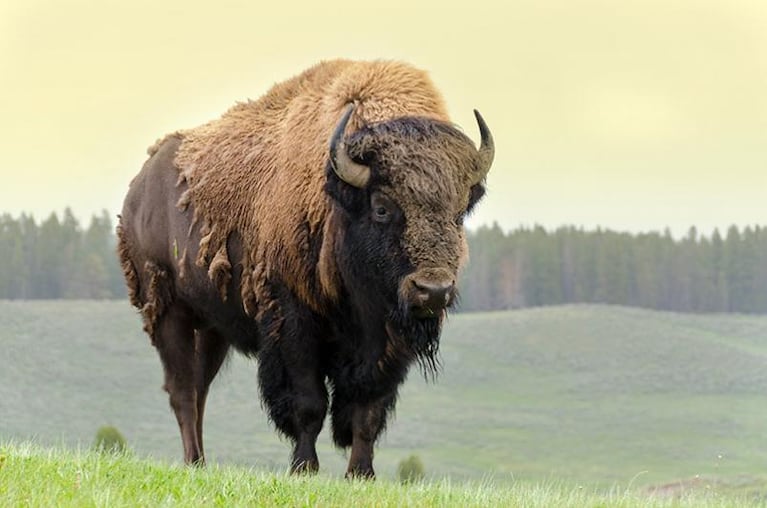 Nació un bisonte blanco "de 1 en 10 millones" y generó supersticiones 