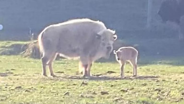 Nació un bisonte blanco "de 1 en 10 millones" y generó supersticiones 