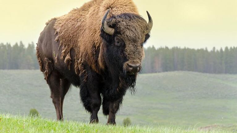 Nació un bisonte blanco y lo asocian a una profecía.