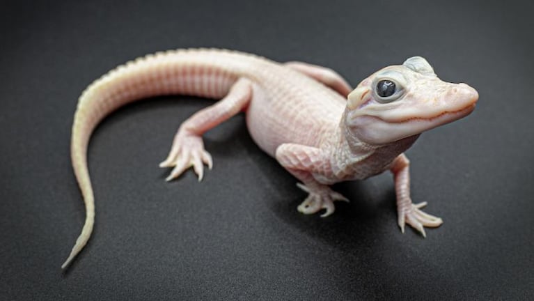 Nació un caimán rosa de ojos celestes 