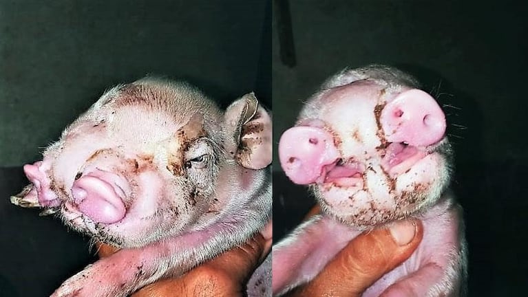 Nació un cerdo con dos hocicos en el interior de Córdoba