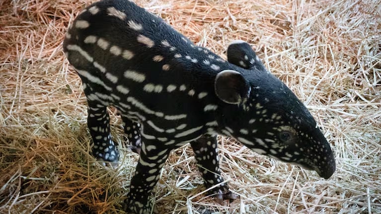 Nació un tapir malayo en España.