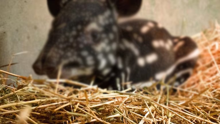 Nació un tapir malayo en España tras 20 años de lucha por su conservación.