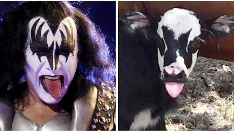 Nació un ternero... ¡Con la cara del cantante de Kiss! 