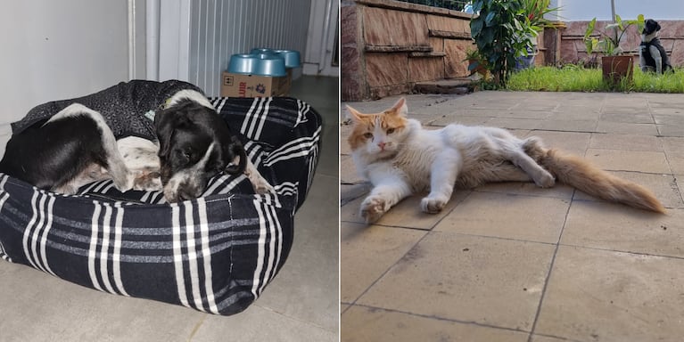 Nancy adoptó un perrito adulto para que conviva con Capitán, su gato con discapacidad.