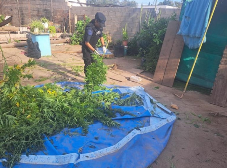 Narcomenudeo en Río Cuarto: cerca de 180 kilos de cannabis sativa.