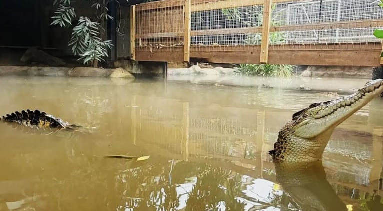 Nene de tres años atacado por cocodrilos