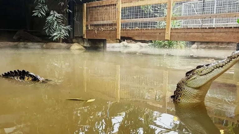 Nene de tres años atacado por cocodrilos