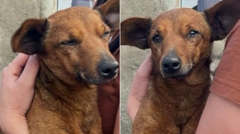 Nick encontró el velorio de su dueño y lo despidió en el ataúd.