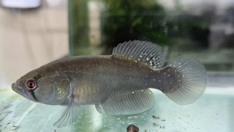Nueva especie de pez capaz de sobrevivir en el barro fue descubierta en la Argentina.