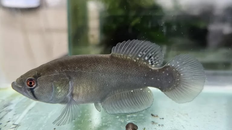 Nueva especie de pez capaz de sobrevivir en el barro fue descubierta en la Argentina.