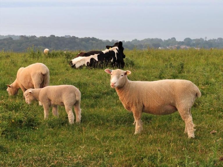 Nueva Zelanda: quieren establecer un impuesto a los eructos de las vacas y ovejas