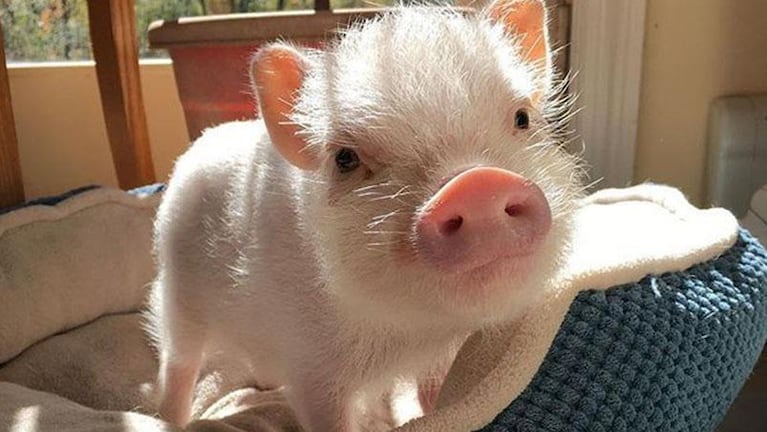 Nuevo furor como mascota: cuánto cuesta un mini pig