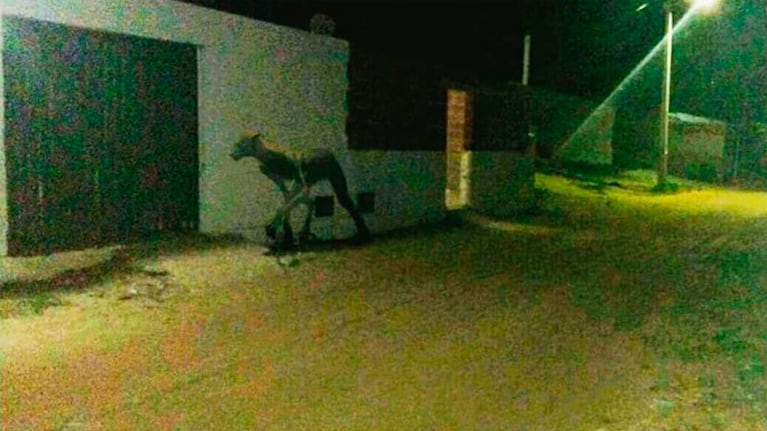 Nunca se aclaró quién sacó la foto de la supuesta criatura. Eso ya es un indicio.