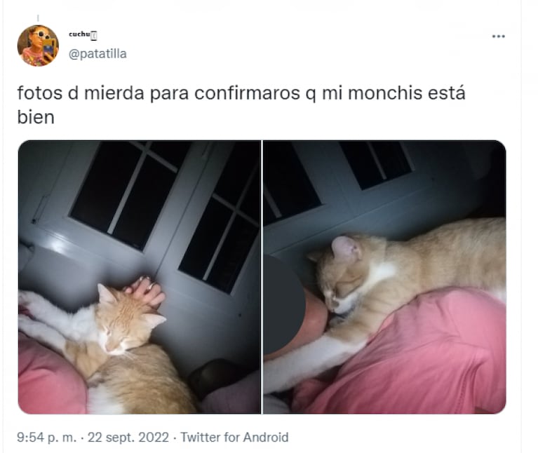 Obreros taparon un hueco con azulejos y dejaron encerrado al gato de una familia