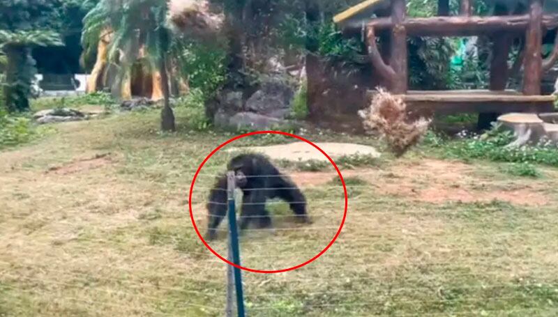 Ocurrió en un zoológico en el sur de China.