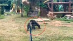 Ocurrió en un zoológico en el sur de China.