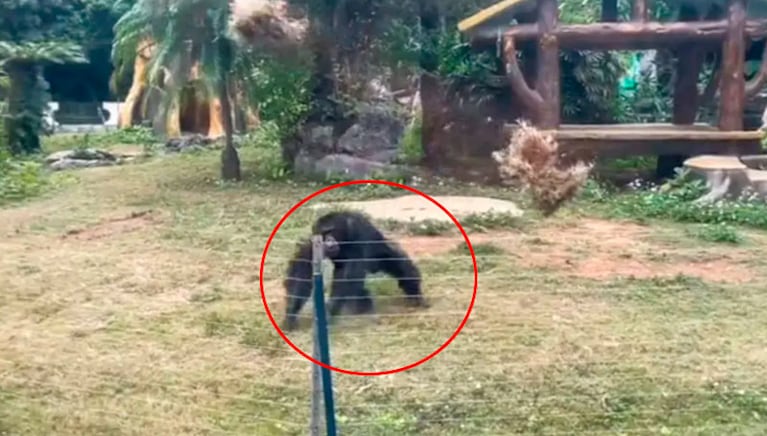 Ocurrió en un zoológico en el sur de China.