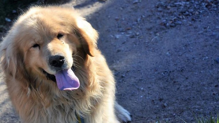 Ofrece su auto para recuperar al perro que le robaron