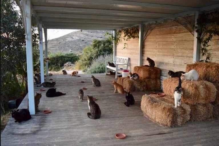  Ofrecen trabajo de “acariciador de gatos” 