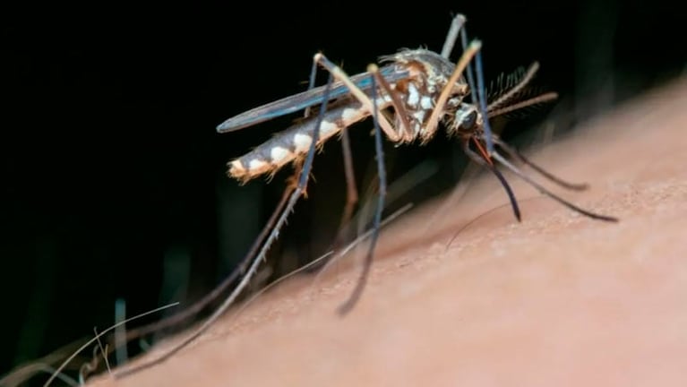 Ola de mosquitos y suba de casos de dengue en la provincia. 