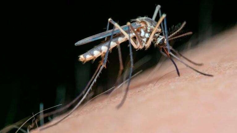 Ola de mosquitos y suba de casos de dengue en la provincia.