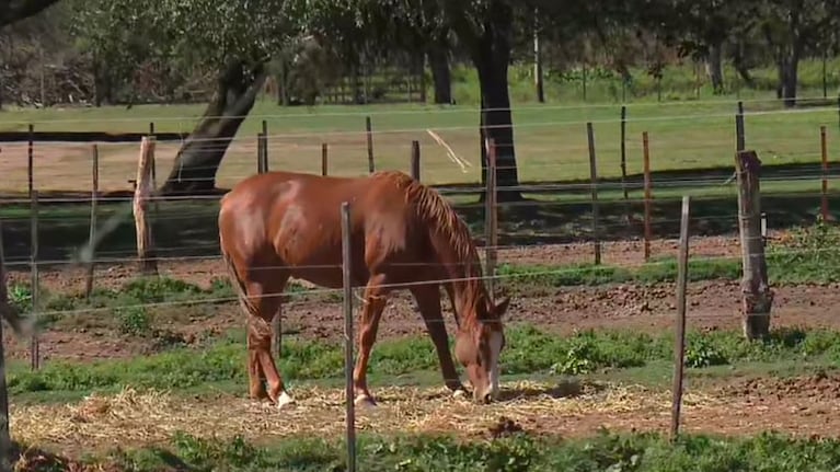 Ola de robos a un club hípico ubicado en San Antonio de Arredondo: varios caballos aparecieron en Córdoba Capital.