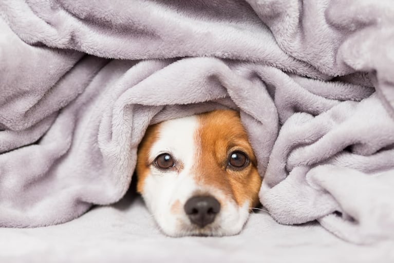 Ola polar: cómo afecta el frío a los perros, cómo darse cuenta y qué razas son las que más la sufren