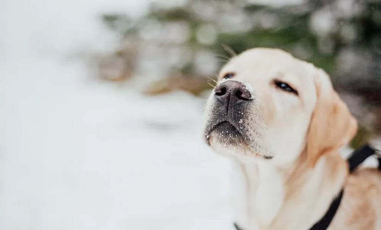 Ola polar: cómo afecta el frío a los perros, cómo darse cuenta y qué razas son las que más la sufren