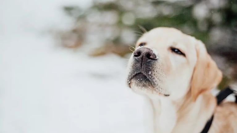 Ola polar: cómo afecta el frío a los perros, cómo darse cuenta y qué razas son las que más la sufren