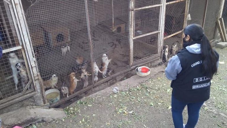 Operativo en Salsipuedes: rescataron 83 perros de raza maltratados en un criadero