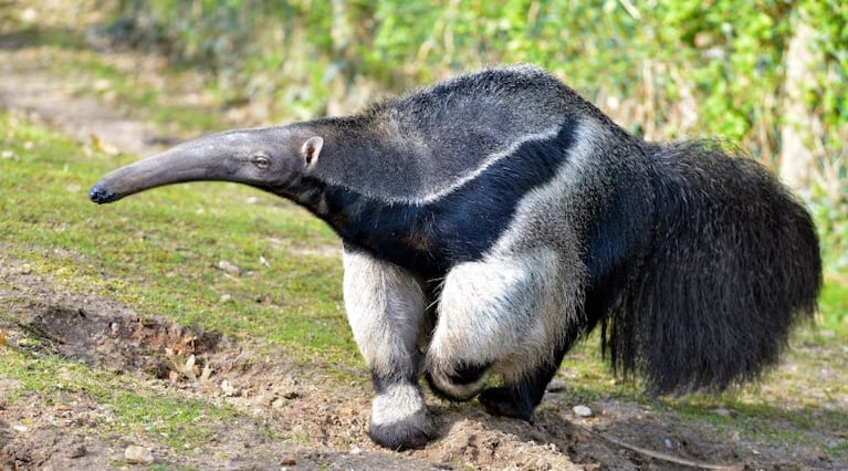 oso hormiguero