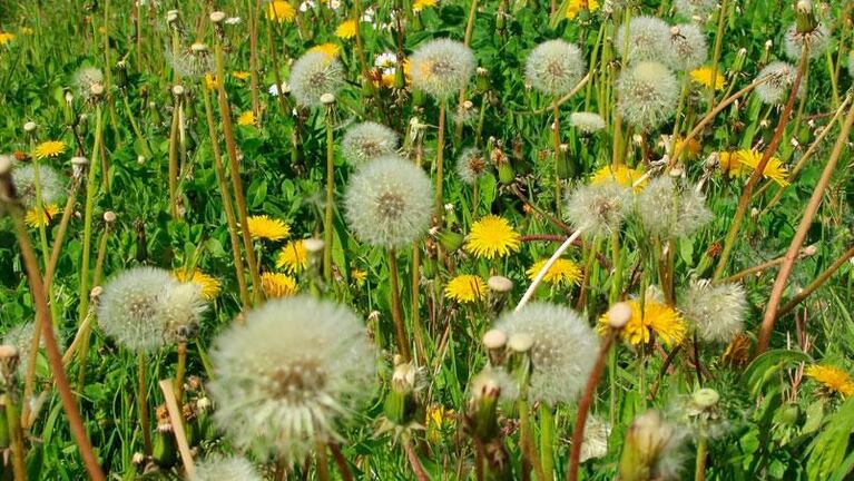 Otoño, época de alergias: cómo combatirlas y cuáles son las más comunes