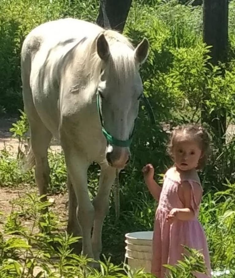 Otra vez robaron a "Lobito", el caballo de una niña con Síndrome de Down