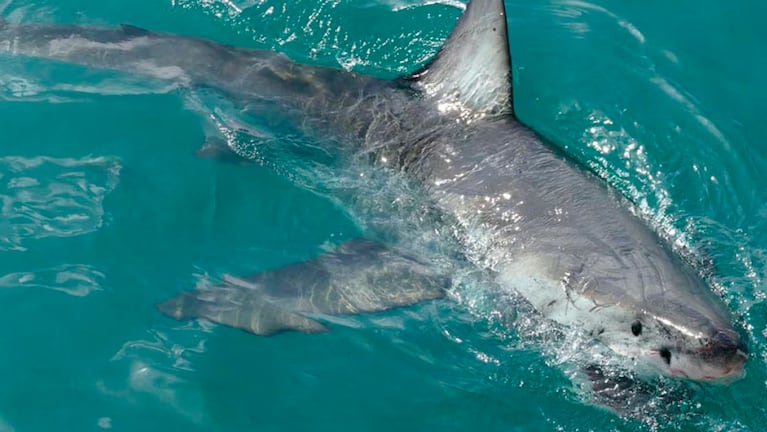 Otro ataque de un tiburón en el Mar Rojo. 