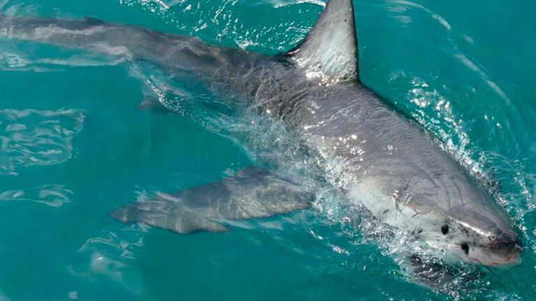 Otro ataque de un tiburón en el Mar Rojo.